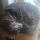 Old Tazz picture for reference...